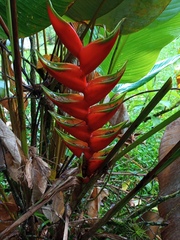 Heliconia bihai