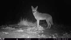 Canis latrans