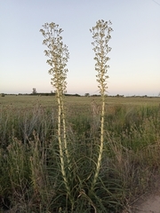 Eryngium horridum