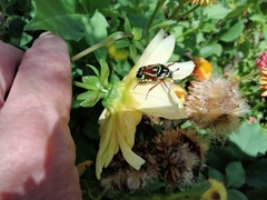 Eupoecila australasiae