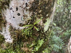 Oreogrammitis subnervosa