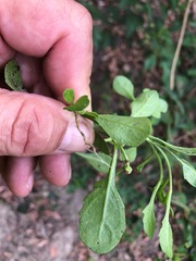 Sphaeromorphaea australis