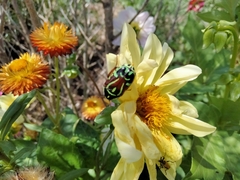 Eupoecila australasiae