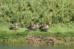 Anas undulata undulata