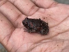 Uperodon taprobanicus