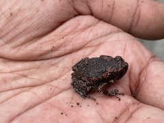 Uperodon taprobanicus