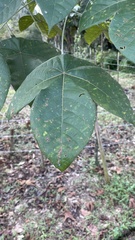 Macaranga triloba