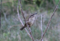 Campylorhynchus gularis