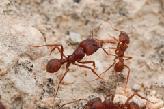Acromyrmex versicolor