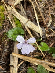 Viola formosana