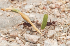 Acromyrmex versicolor