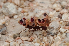 Acromyrmex versicolor