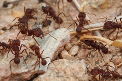 Acromyrmex versicolor
