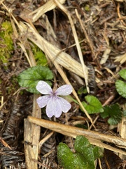 Viola formosana