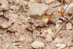 Acromyrmex versicolor