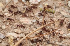 Acromyrmex versicolor