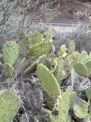 Opuntia × demissa