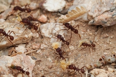 Acromyrmex versicolor