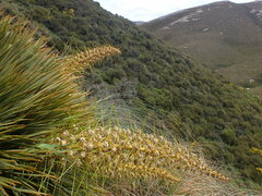 Aciphylla aurea