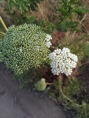 Visnaga daucoides