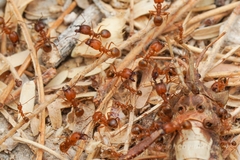 Pheidole hyatti