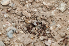 Pheidole xerophila
