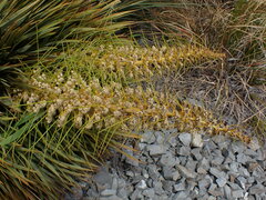 Aciphylla aurea