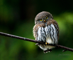 Glaucidium gnoma