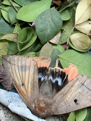 Thyas juno