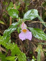 Impatiens uniflora