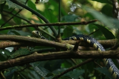 Spilotes pullatus