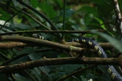 Spilotes pullatus