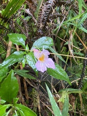 Impatiens uniflora