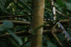 Spilotes pullatus