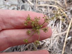 Anisotome filifolia
