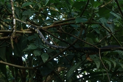 Spilotes pullatus