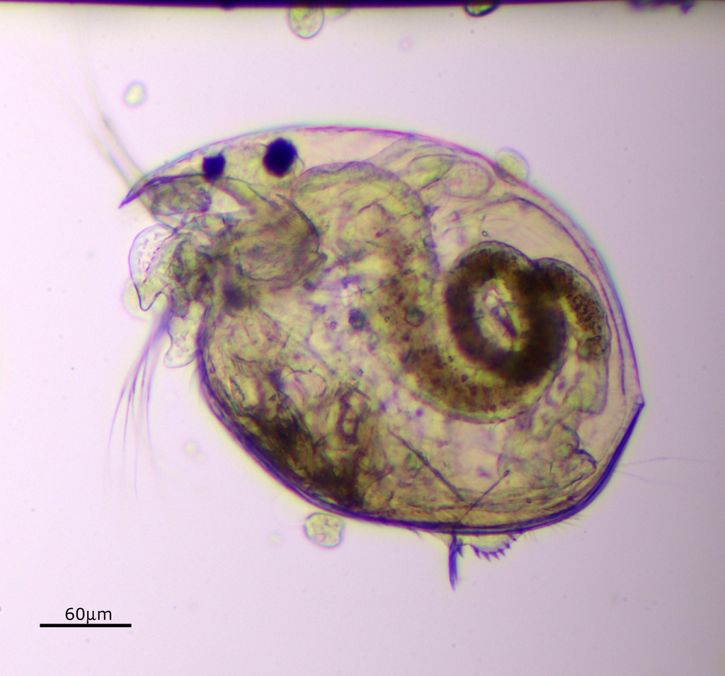 water flea