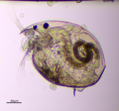 Chydorus brevilabris