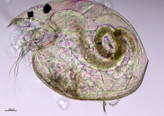 Chydorus brevilabris