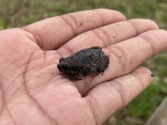 Uperodon taprobanicus