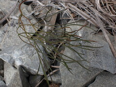 Anisotome filifolia