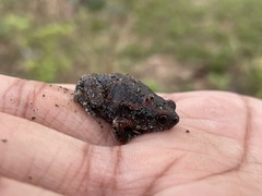 Uperodon taprobanicus
