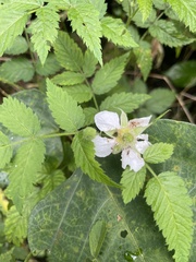 Rubus rosifolius