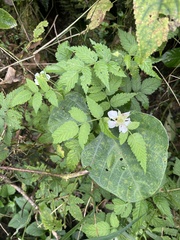 Rubus rosifolius