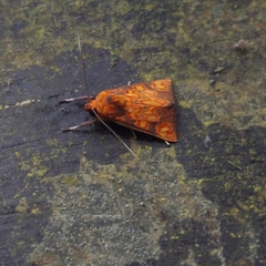 Melese flavimaculata