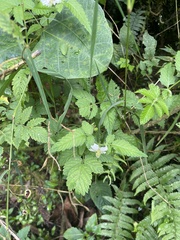 Rubus rosifolius
