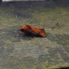 Melese flavimaculata