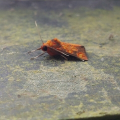 Melese flavimaculata