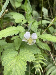 Rubus rosifolius