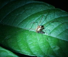 Cynorta bromeliacia